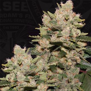 5788 - M.O.B.  2 u. fem. T.H. Seeds