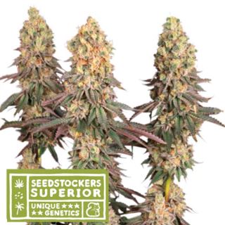 17021 - Mack & Crack fem.  3 u. Seedstockers Superior