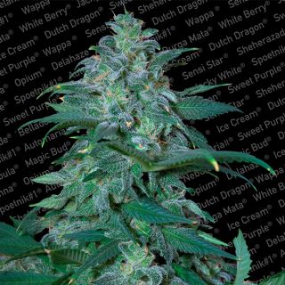 MB3F - Magic Bud  3 u. fem. Paradise Seeds