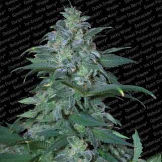 Magic Bud  5 u. fem. Paradise Sedds