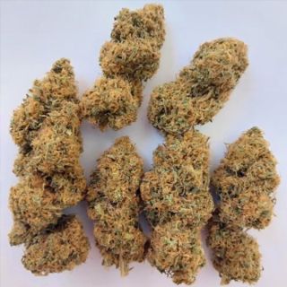 26260 - Magic Carrot   5 u. Regular Ace Seeds