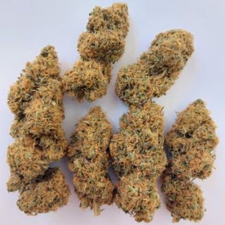 26229 - Magic Carrot 1 u. fem. Ace Seeds