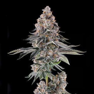 27554 - Mailbox Money : Glitter Bomb x Mellowz #8  - 3 u. Fem Compound Genetics