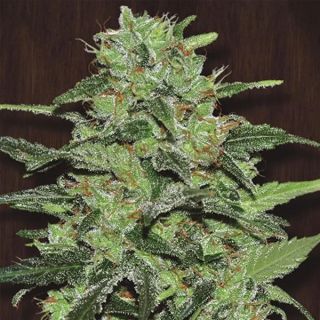 26262 - Malawi   5 u. Regular Ace Seeds