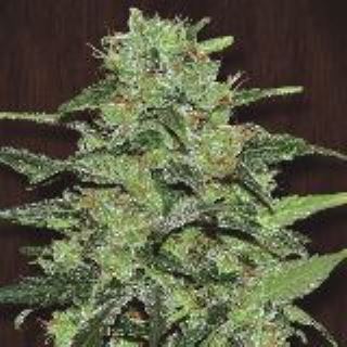 7367 - Malawi 5 u. fem. Ace Seeds