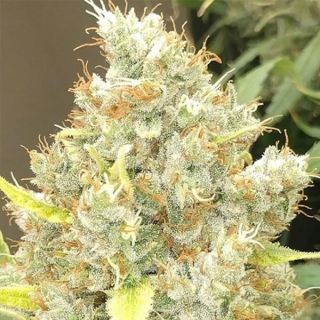 26264 - Malawi x Panama   5 u. Regular Ace Seeds