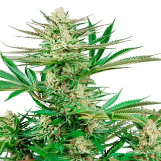 Malibu OG Gold 10 u. fem. Sensi Seeds Research