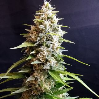 Maltezerz 5u. G13 Labs