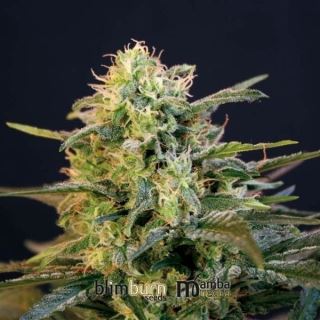 Mamba Negra 3 u. fem. Blimburn Seeds