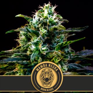 Mamba Negra CBD 3 u. fem. Blimburn Seeds