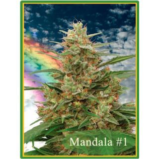 Mandala #1 - 10 u. reg. Mandala Seeds