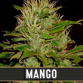 9167 - Mango 3 u. fem. Blimburn Seeds