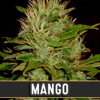 Mango 3 u. fem. Blimburn Seeds