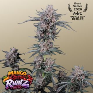 27467 - Mango Cherry Runtz Auto 10 u. fem. FastBuds Seeds