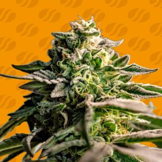 26974 - Mango Crack  5 u. fem. Original Sensible