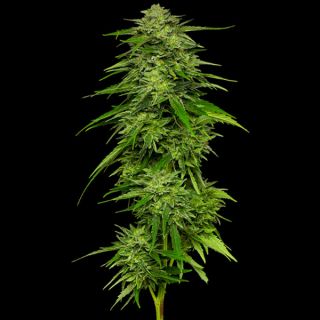 24928 - Mango Sherbert 3 u. fem Humbold Seeds Company