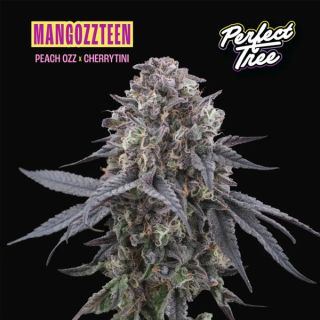 26180 - Mangozzteen 3 u. fem Perfect Tree