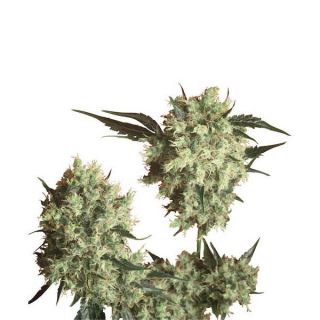 1274 - Marley's Collie 10 u. reg. Sensi Seeds AGOTADA EN ORIGEN