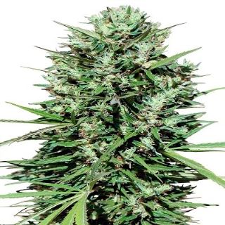 13234 - Marruecos Beldia Kif 3 u. fem. Ace Seeds