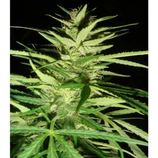 MHA15 - Master Kaze (Master Kush Skunk x Afghan Haze) 15 u. reg. Mr. Nice Ed. Limitada