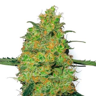 11345 - Master Kush  1 u. fem. White Label