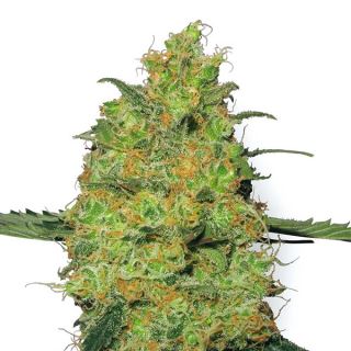 MK3W - Master Kush  3 u. fem. White Label