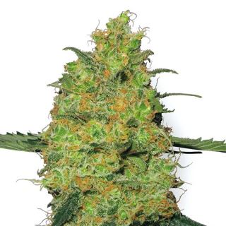 MK5W - Master Kush  5 u. fem. White Label