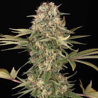 27079 - Master Kush  5 u. reg. Barney's