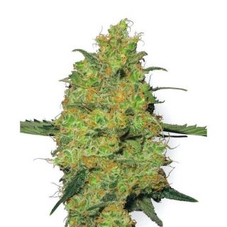 3562 - Master Kush 10 u. reg. White Label