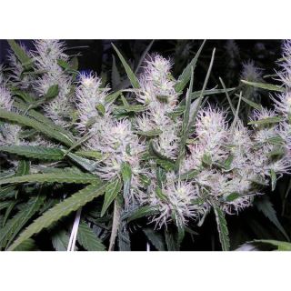 10844 - Masterkush  1 u. fem. Dutch Passion