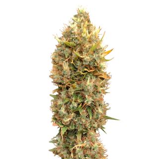 15342 - Masterkush CBG   3 u. fem. CBD+ Buds