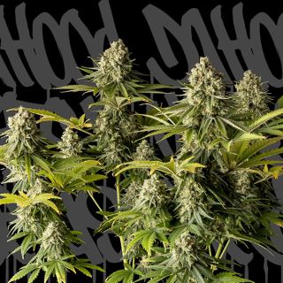 McFly 1 u. fem. DaHood Urban Seeds