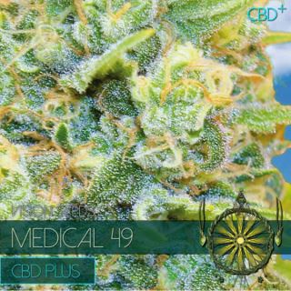 Medical 49 CBD+ 3 u. fem. Vision Seeds