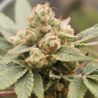 Medical Grape CBD  10 u. fem. Medical Seeds