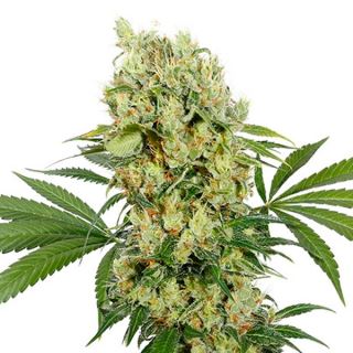 7233 - Medikit CBD  1 u. Blister x 10 fem. Buddha Seeds