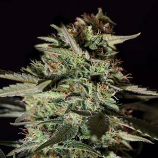 8979 - Medizinal CBD  5 u. fem. Genehtik