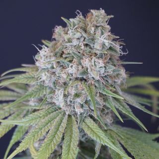 18469 - Melon Cheddar 6 u. fem Karma Genetics