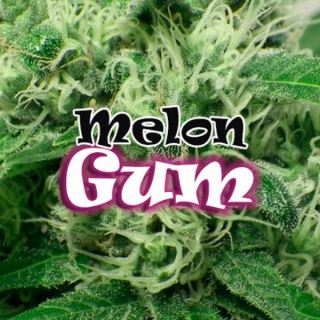 Melon Gum 2 u. fem. Dr Underground