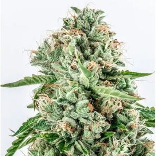 Melon Gum 3+1 u. fem. Vision Seeds