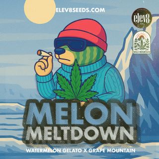 Melon Meltdown 3 ud. fem Elev8 Seeds