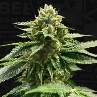 14359 - Melon Vader  5 u. fem. T.H. Seeds