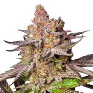 Melonade Runtz  1 u. fem. Dutch Passion Melonade Runtz  1 u. fem. Dutch Passion