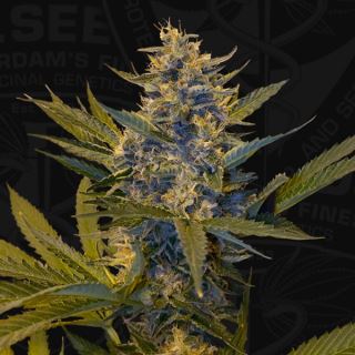 16351 - Melonsicle  2 u. fem. 710 Limited Pack T.H. Seeds.