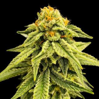 27161 - Melted Headz   5 u. fem One Shot Edition Gratefull Seeds