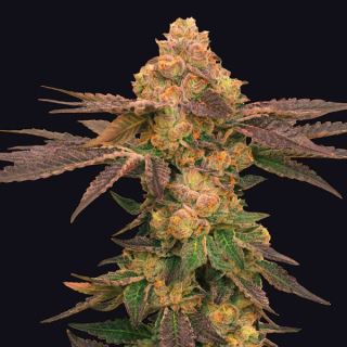 19492 - Melted Rainbow  5 u. fem One Shot Edition Grateful Seeds