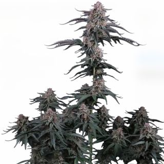 27614 - Mendo Cherry Cookies Auto 10 u. fem. FastBuds Seeds