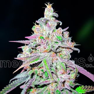 Mendocino Chanel Kush  3 u. fem. Medical seeds