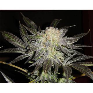 Mendocino Madness  5 u. reg. T.H. Seeds