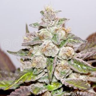 MP3 - Mendocino Purple Kush  3 u. fem. Medical seeds