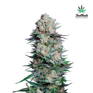 6354 - Mexican Airlines Auto  1 u. fem. FastBuds Seeds